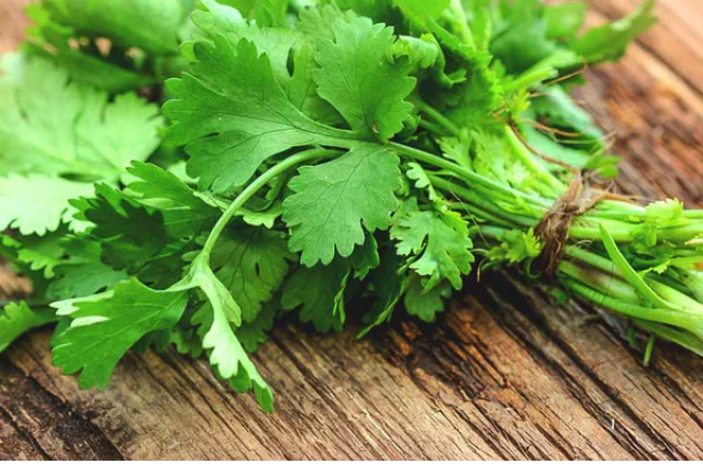Coriander price
