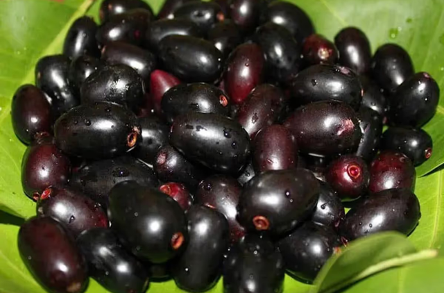 Jamun price