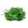 Fresh Vallari leaves neatly bunched on a wooden background – traditional South Indian greens